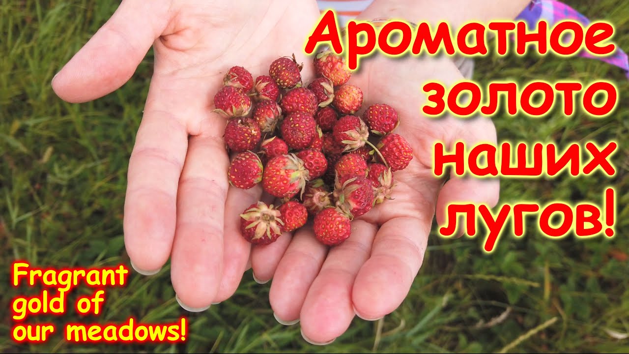 По лугам, к новым местам!