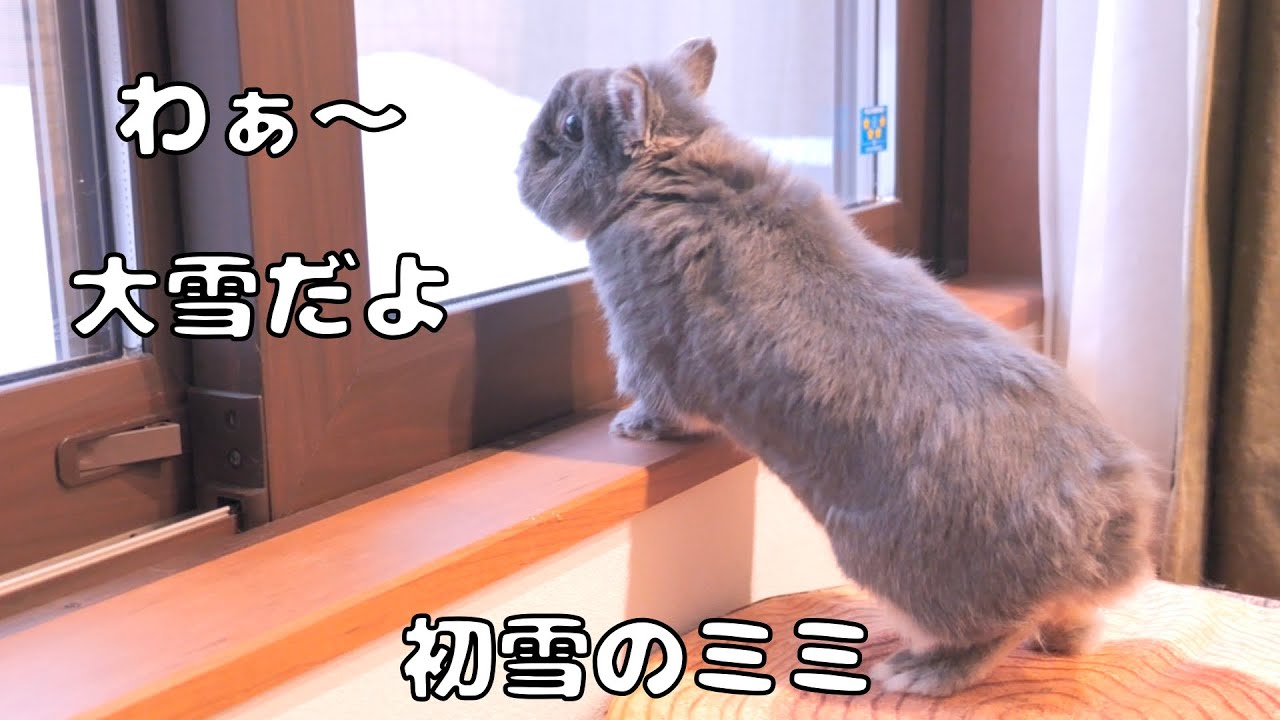 積もった大雪を間近で見られてテンション上がるミミが可愛すぎました【No.1827】