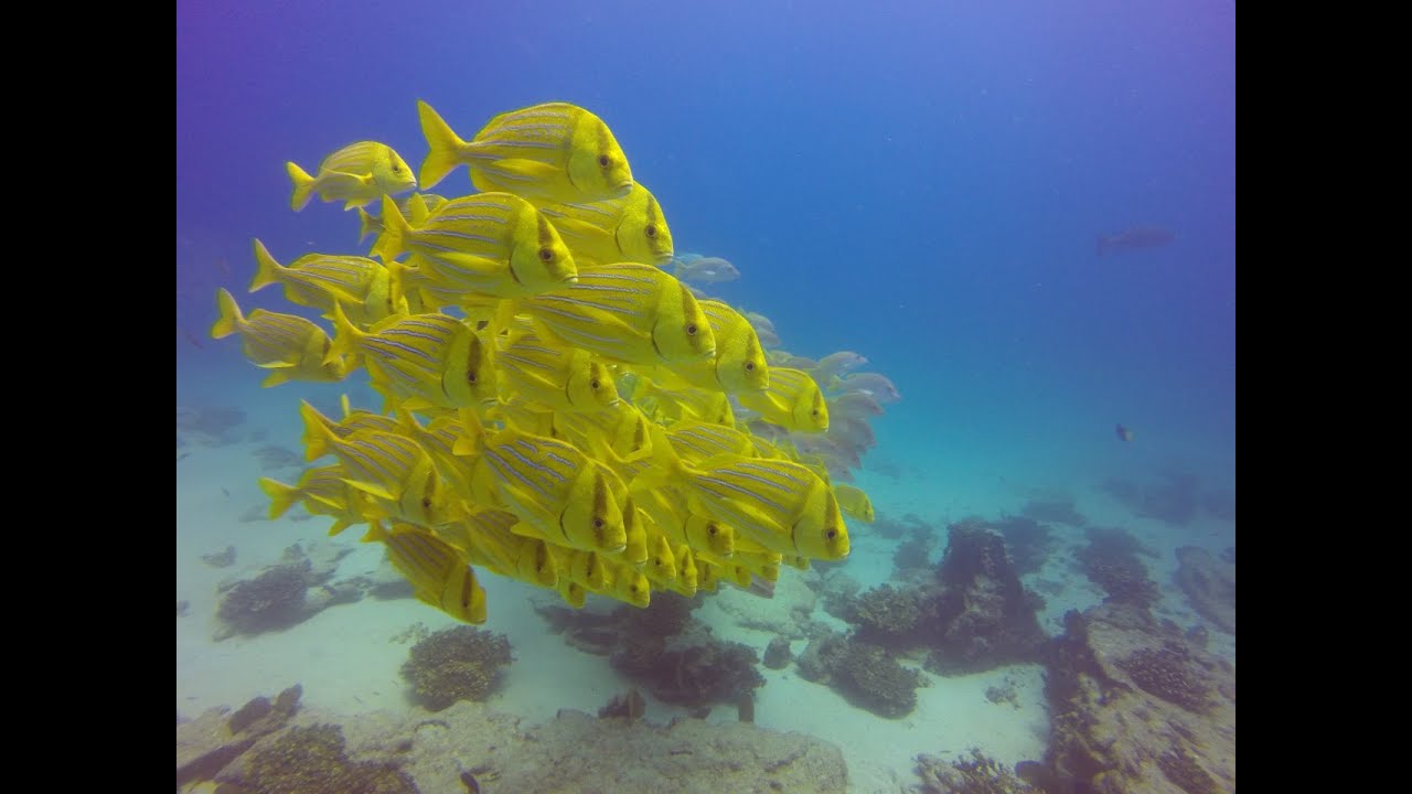 SCUBA diving in Cabo Pulmo, Mexico