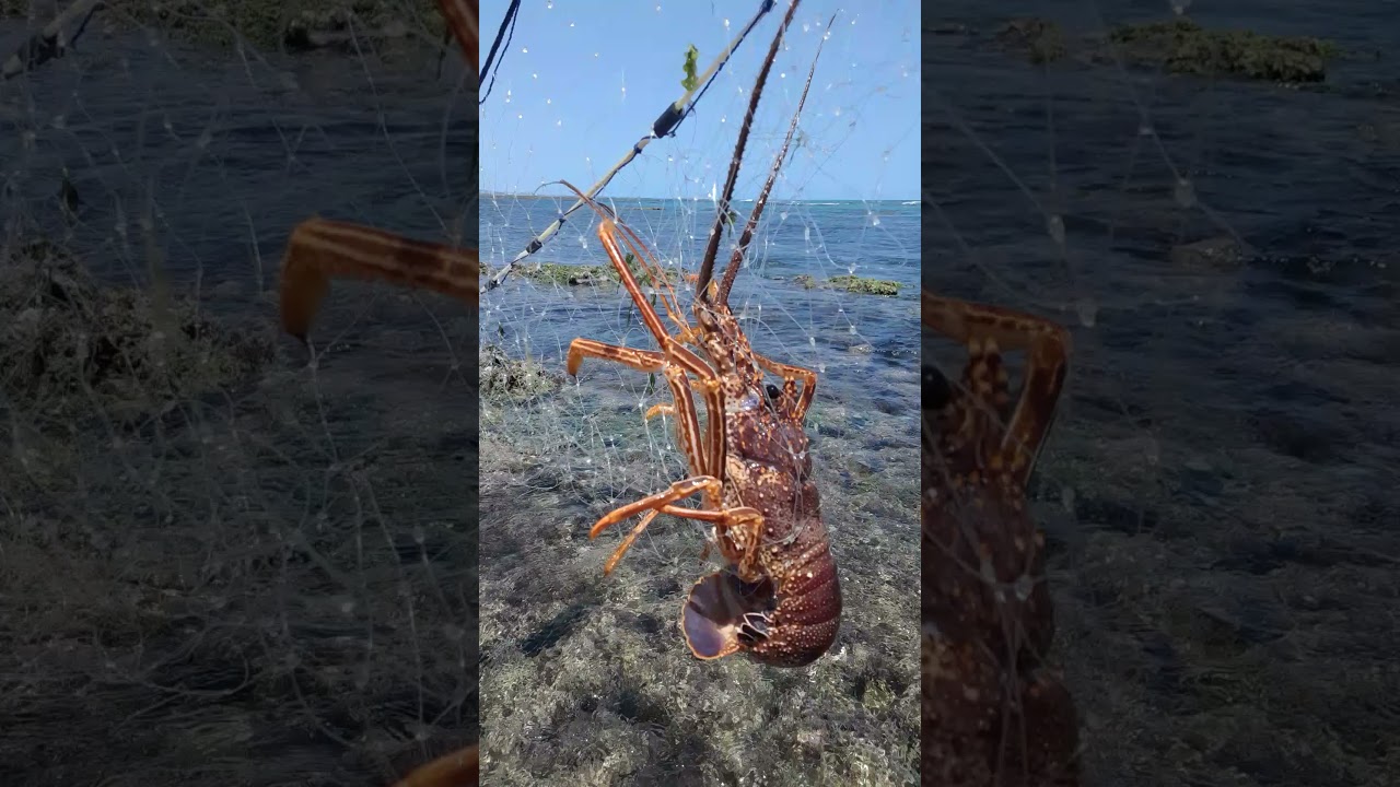 Pescando lagosta à 200metros da Costa. Maceió Alagoas