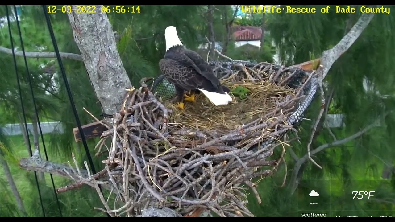 12/3/22  Dade County Eagles:  Ron renovates the nest while waiting for Rita to return