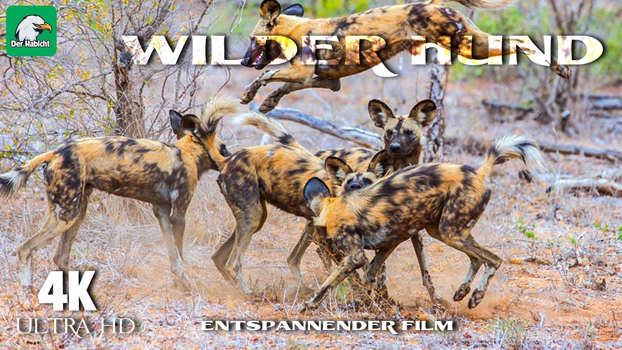 Die Reise Des Wildhundes &ndash; 4K | Entspannende Wildtierdokumentation