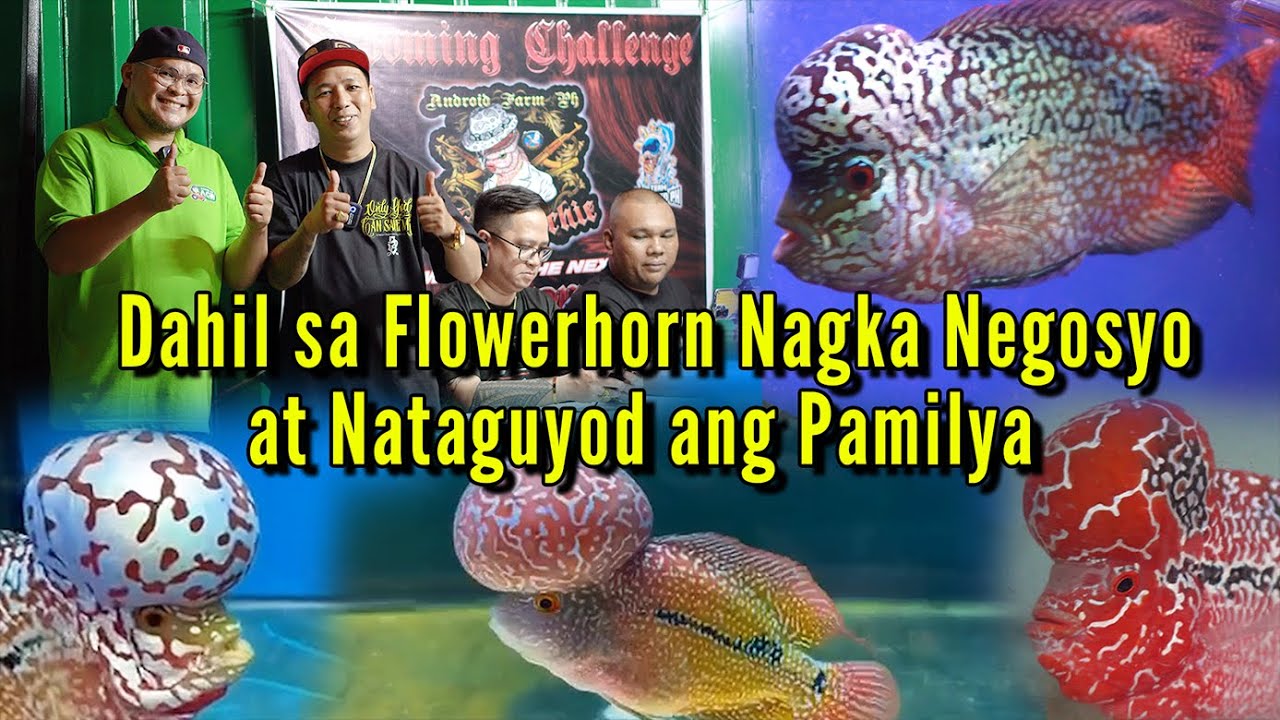 Dahil sa Flowerhorn Nagka Negosyo at Nataguyod ang Pamilya