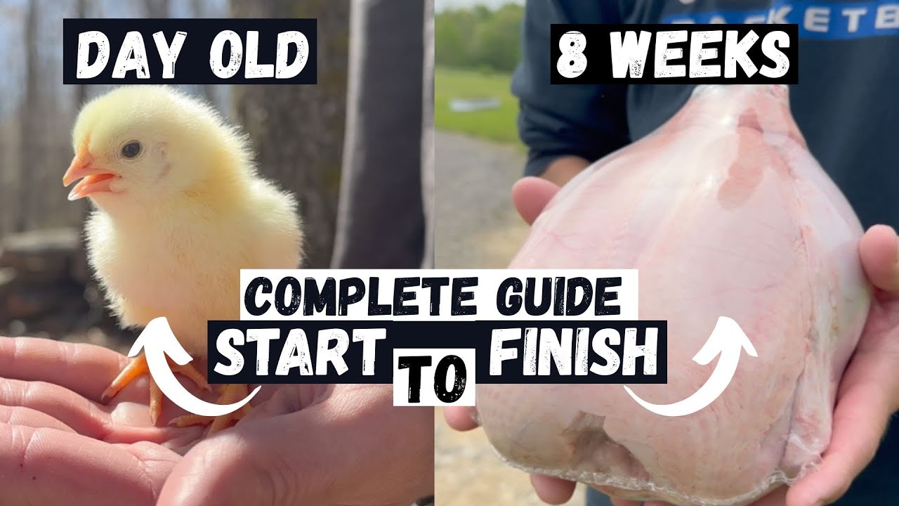 How to Raise Cornish Cross Meat Chickens: Start to Finish