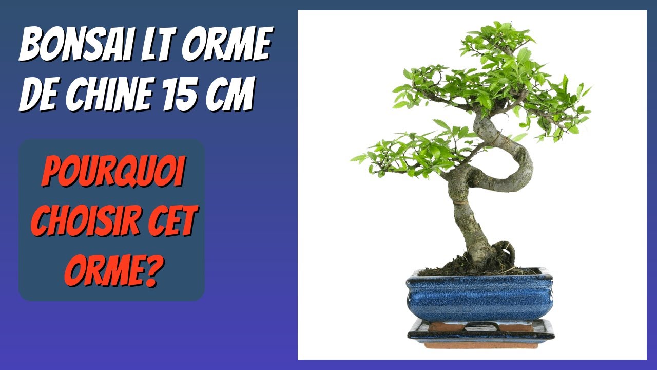 AVIS (2026) : Bonsai LT Orme de Chine 15 cm. DÉTAILS