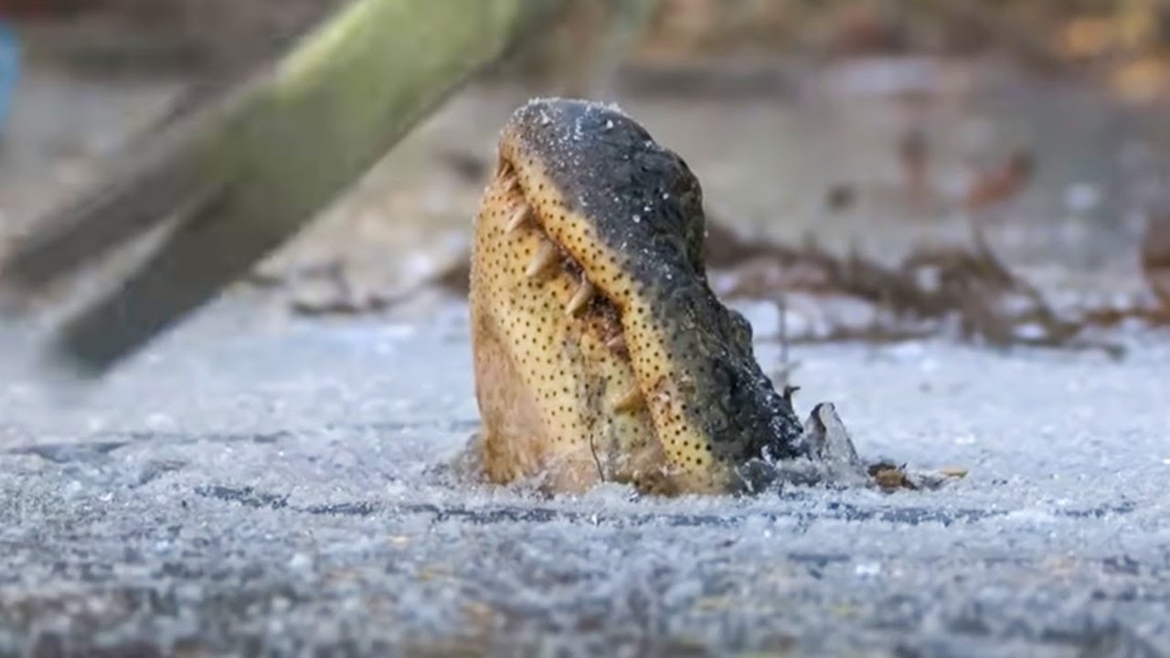 10 Creatures Found FROZEN In Ice!