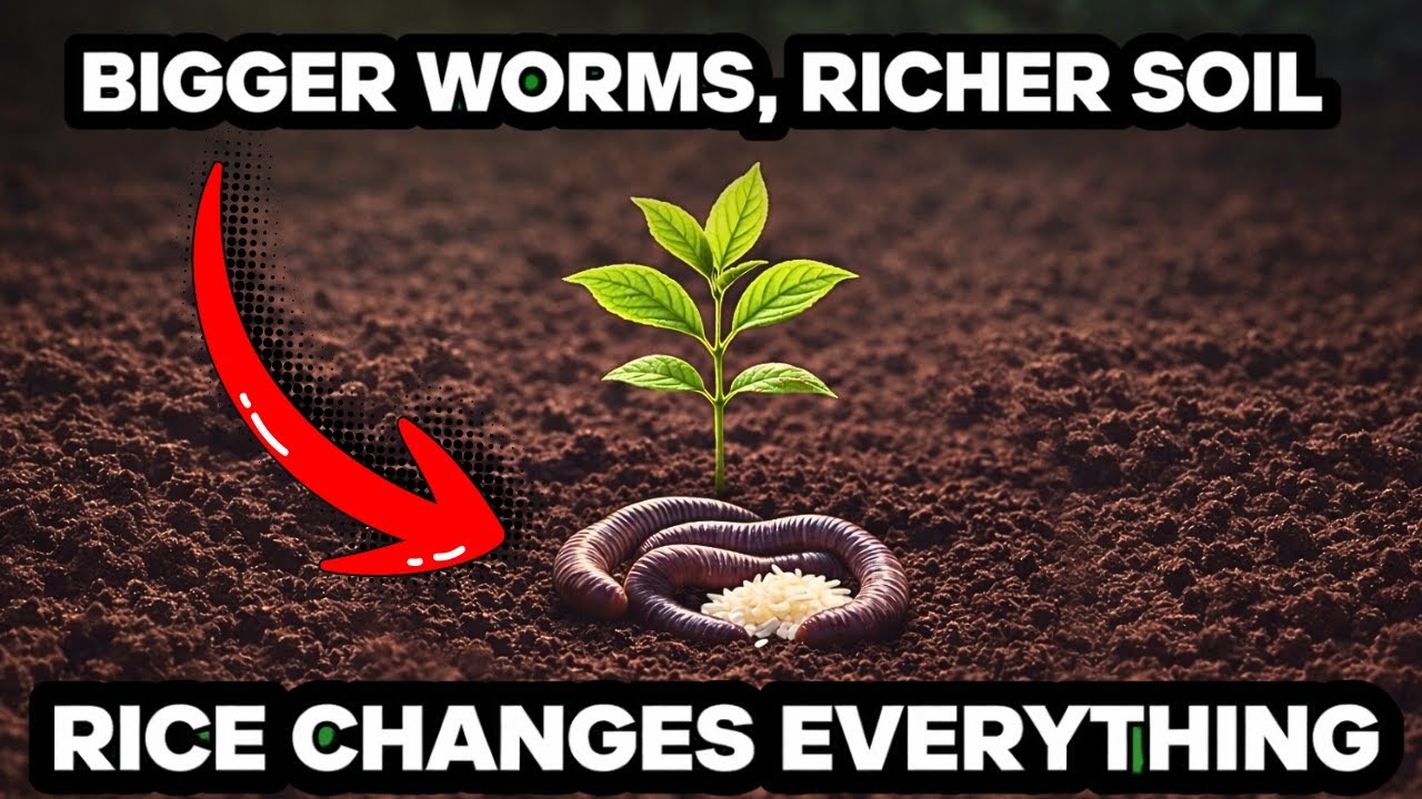 Bigger Worms, Richer Soil: The Rice Secret Gardeners Can’t Ignore!