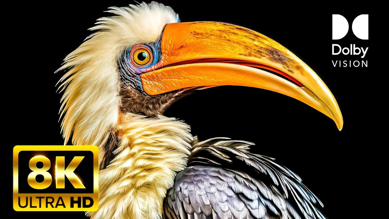 Exotic Birds OLED Test 8K Dolby Vision™ HDR 