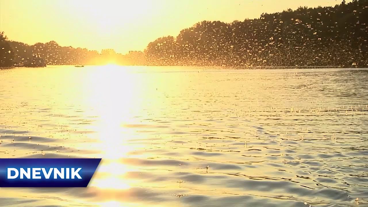 Tisa ove godine cvetala ranije: Fenomen koji se zaslužuje održavanjem reke čistom
