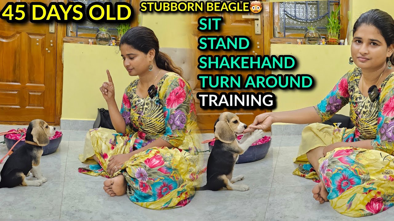 Sit Training To 45 Days Old Puppy in Tamil💥 Potty| Stand | Turn around | Come| Pray