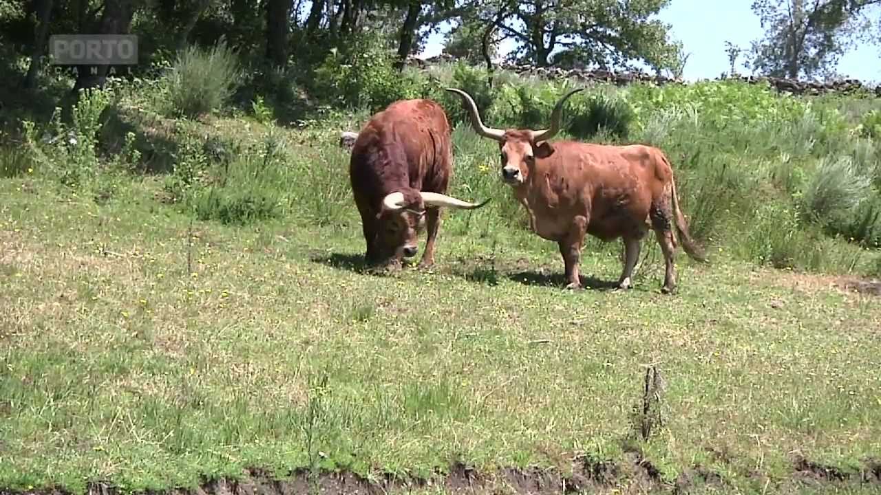 Vitela Barros&atilde; - Boticas