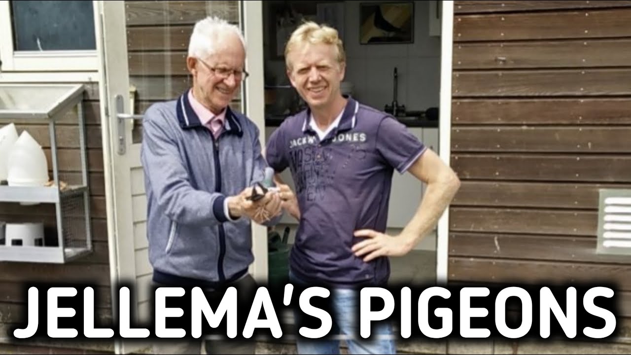 JELLEMA'S Pigeons - The History of the Jellema Marathon Pigeons