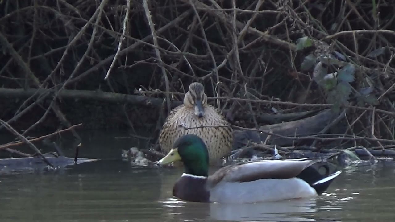 Making Myself Presentable #waterlovelybird #mallardhen #mallardduck #mallard #anasplatyrhynchos
