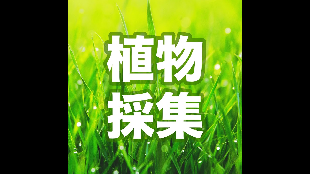 パキラの挿し木から葉っぱが出てきた #015