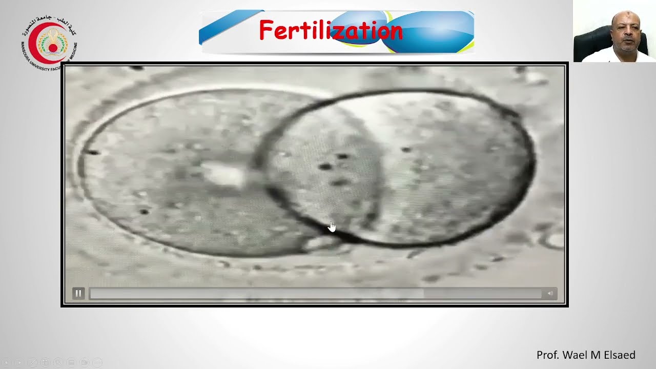 Embryology of the First week (Fertilization)