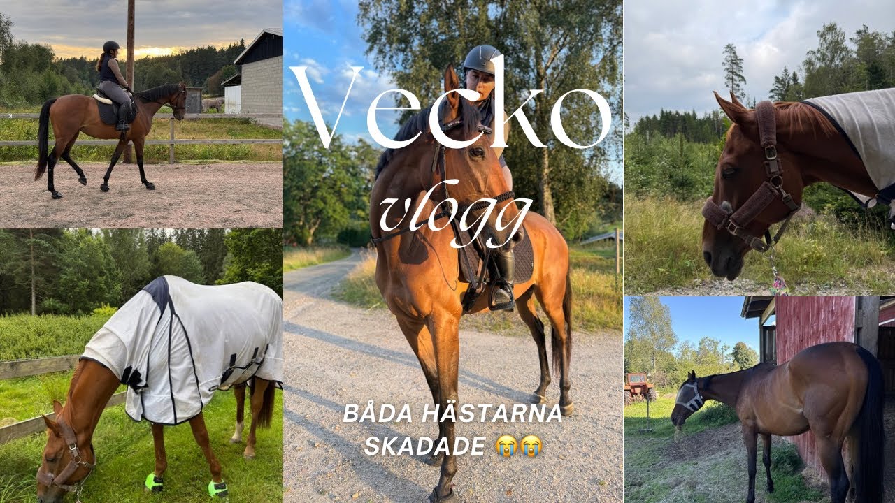 Båda hästarna skadade 😭😭 Extra lång veckovlogg, ni får hänga med på allt!!