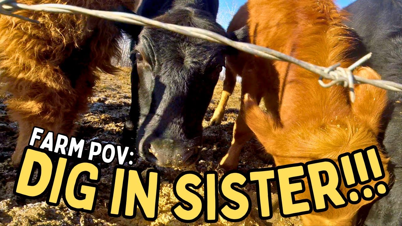 Farm POV: Lets Feed The Family!