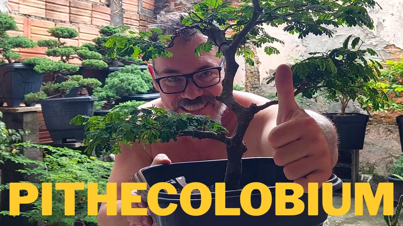 Pithecolobium tortum