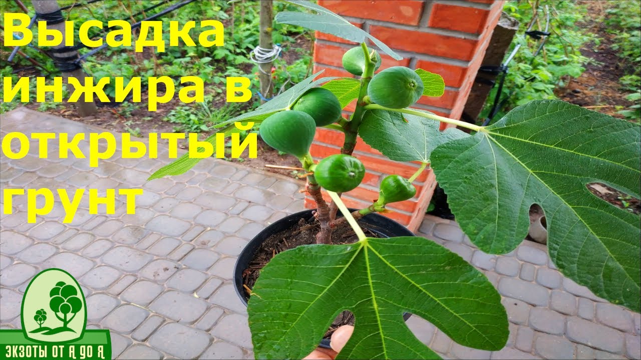 Высадка инжира и граната в открытый грунт