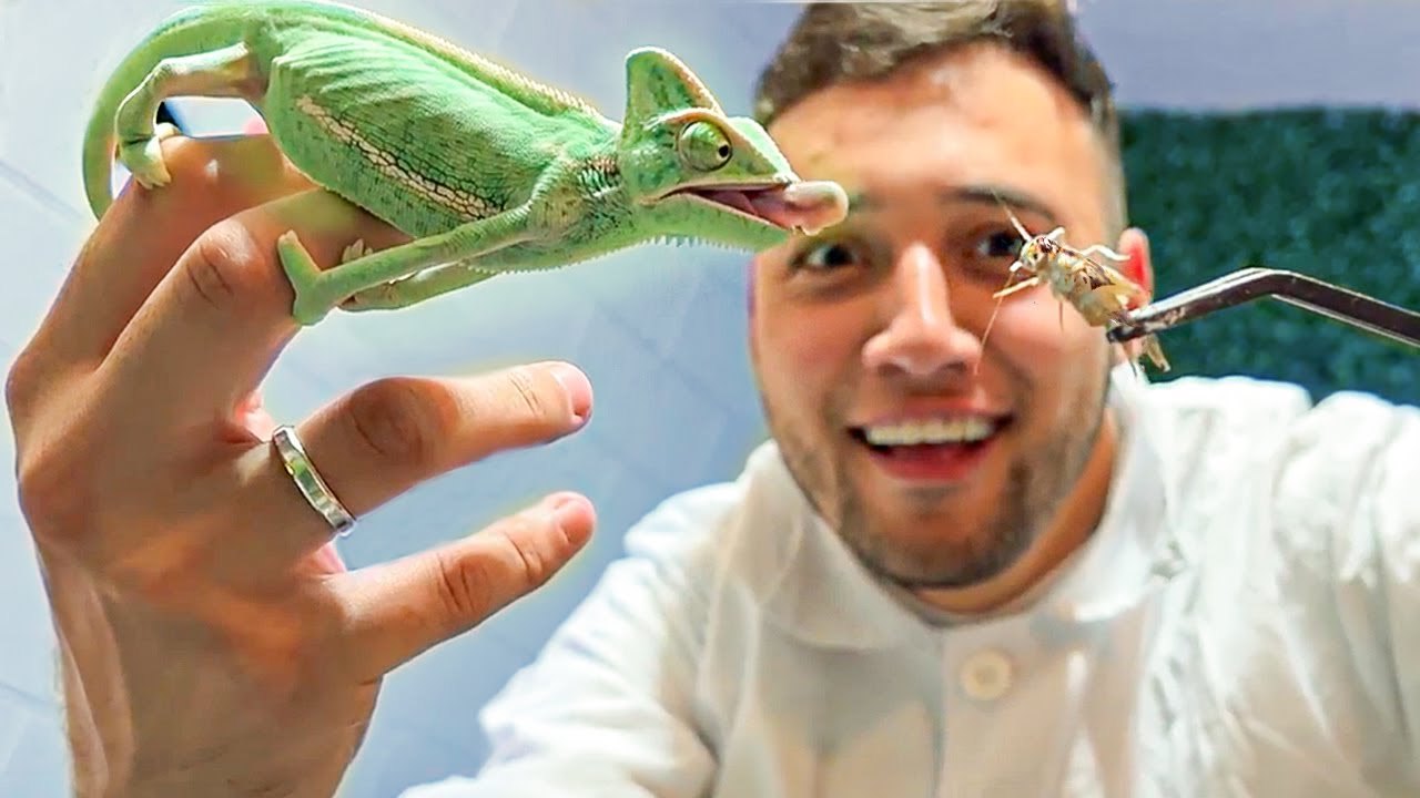 ALIMENTANDO meu CAMALEÃO pela PRIMEIRA VEZ com GRILOS