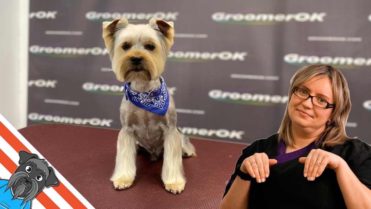 Yorkshire terrier - Grooming yorkie head