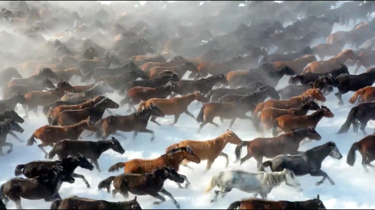 Tens of Thousands of Horses Gallop on Snowy Grassland in Northwest China