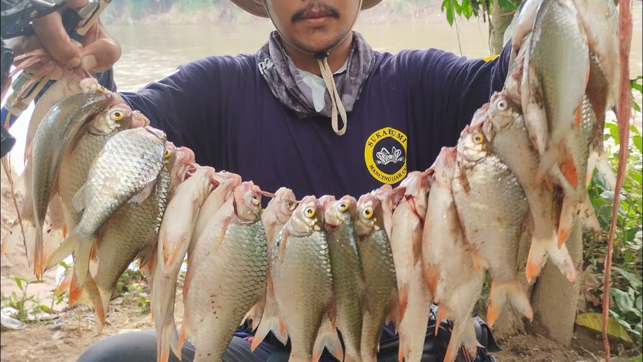 TERBARU ‼️ INILAH WAKTU YANG TEPAT UNTUK PANEN TAWES SIRIP MERAH ‼️