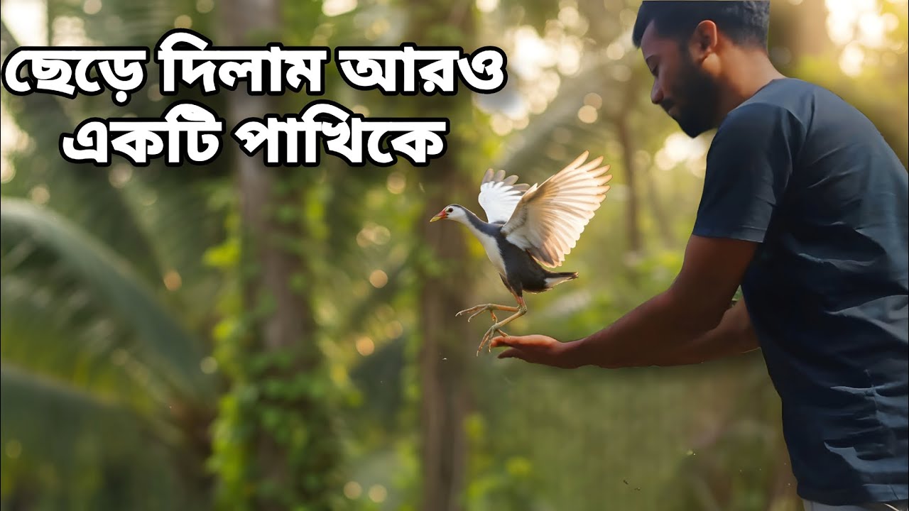 ছেড়ে দিলাম আরো একটি পাখিকে || ছেড়ে দিলাম ডাক পাখিটিকে || ডাক পাখি ভিডিও || The Wild ild Lover 