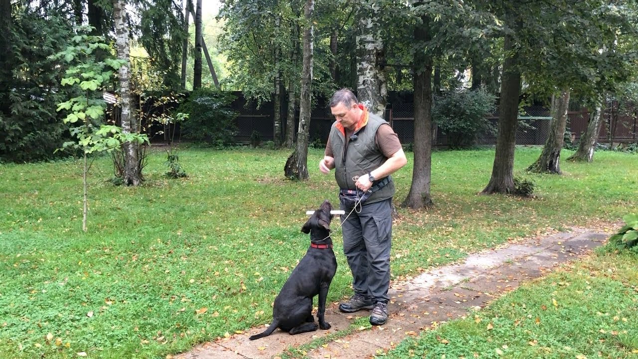 Как научить собаку отдавать апорт в руку