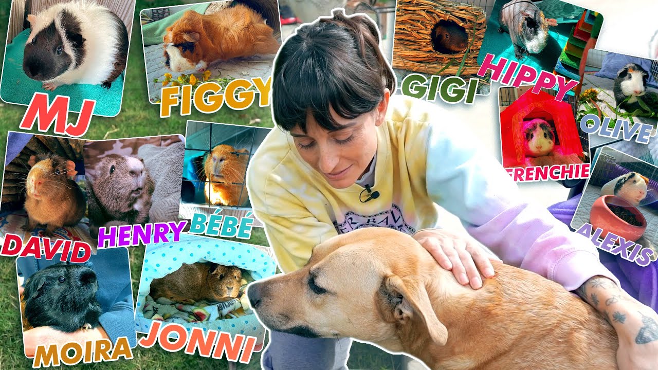 Saturday Cleaning Pet Routine | Story Behind My Guinea Pigs 🐷🏡