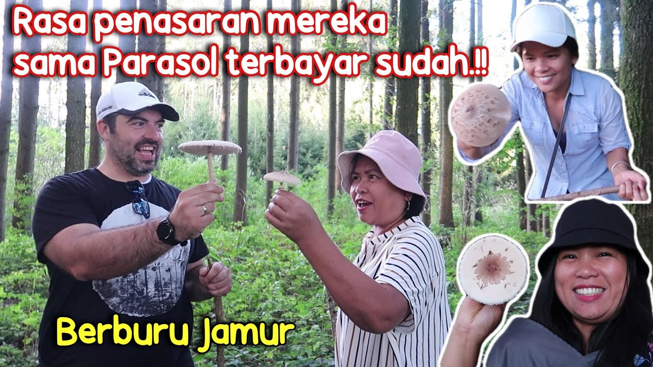 BERBURU PARASOL OPUNG BERUNTUNG SEKALI..!!!