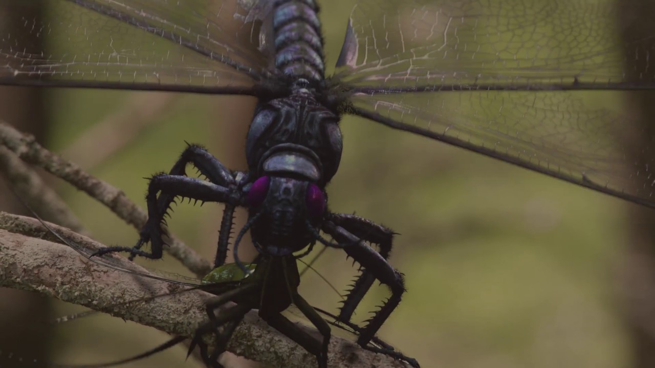 358 million years ago: Giant prehistoric predator dragonfly