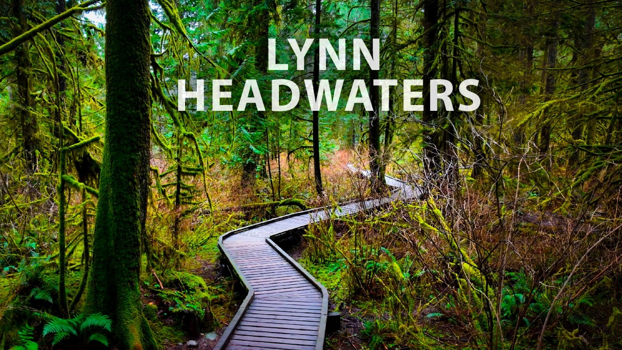 Serene & Quiet Walk in a Temperate Rainforest (No Talking, Natural Sounds)