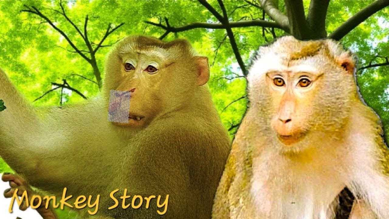 Monkey Love Story ❤️ Libby & Pongo’s Jungle Journey Together