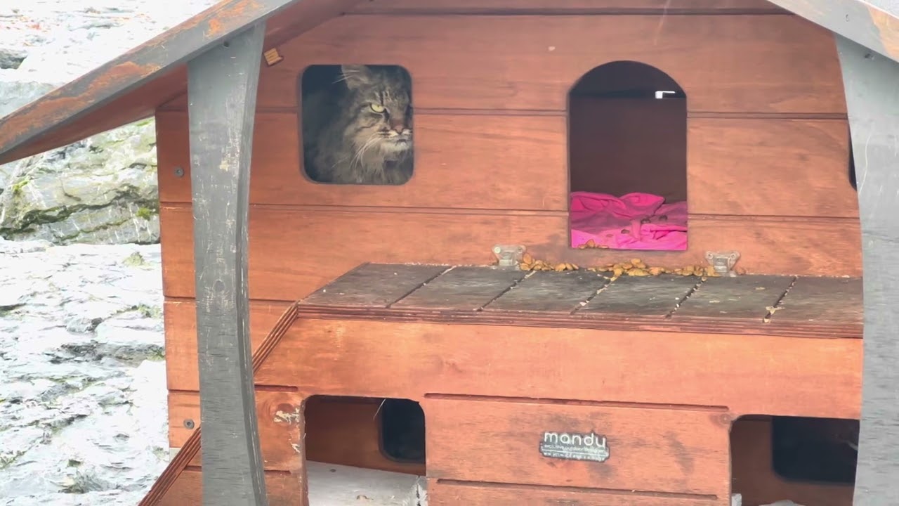 Cat house in Türkiye