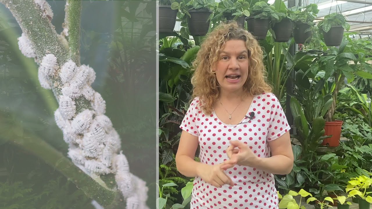 J’ai de la mousse blanche sur mes plantes, quoi faire?