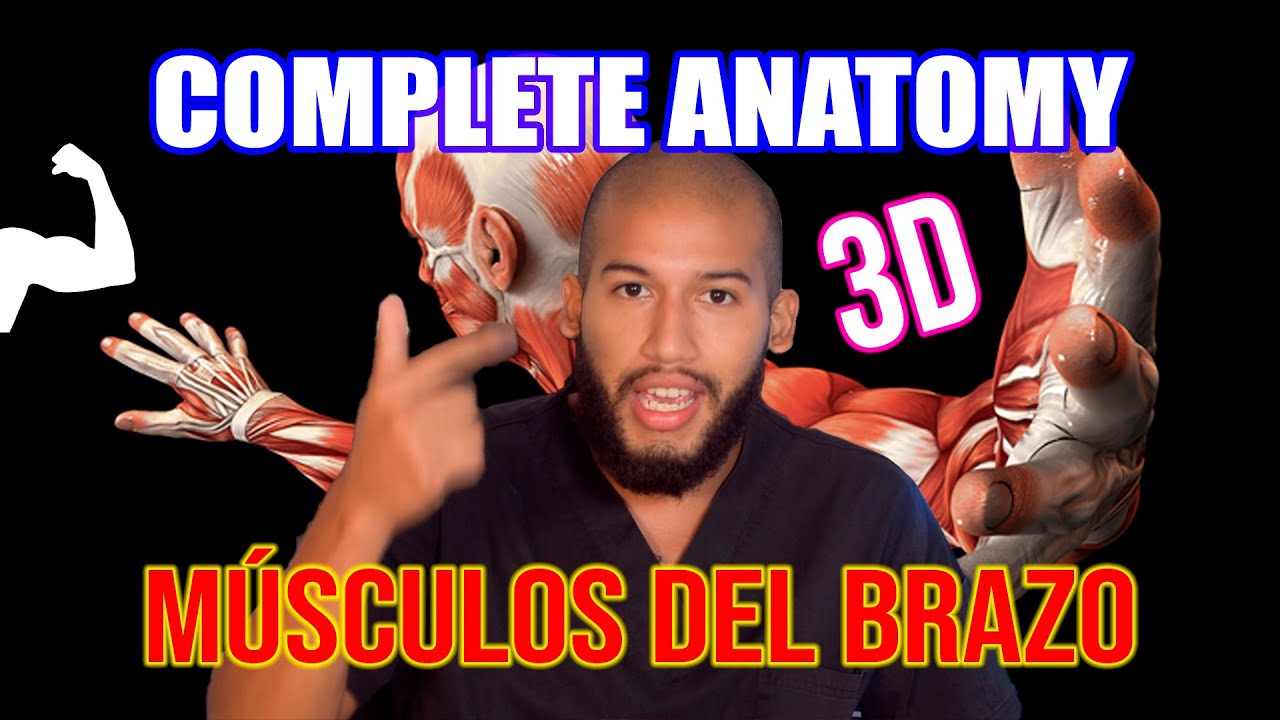 Anatomía - Músculos del BRAZO EN 3D (Origen, Inserción, Acción, Inervación y Relaciones)