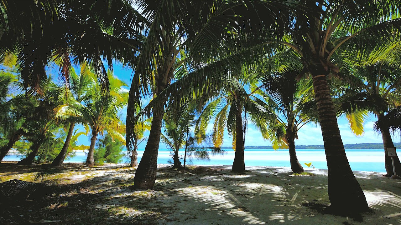 Beautiful Palm Trees on Beach - No Copyright Video - Free Stock Footage