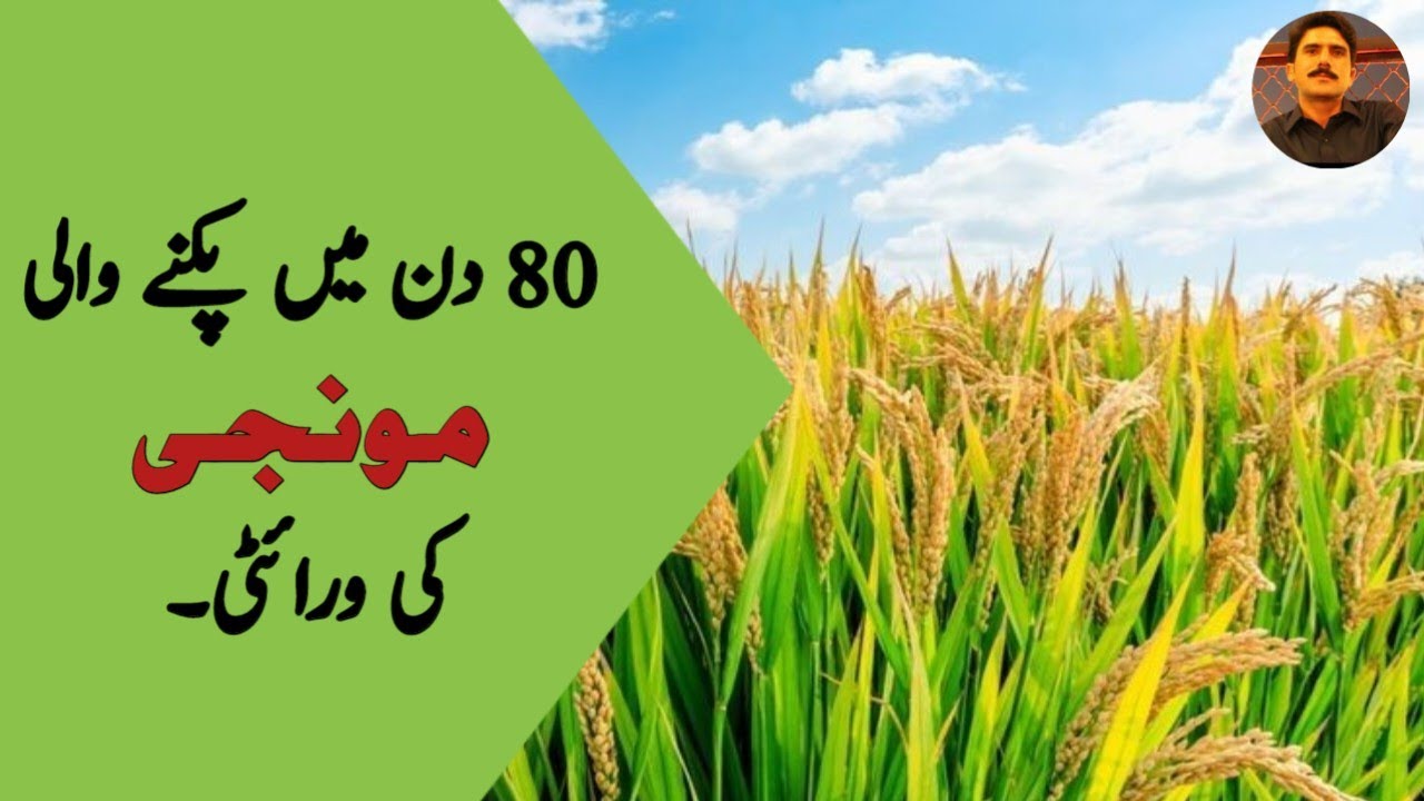 80 دن میں پکنے والی مونجی کی ورائٹی۔