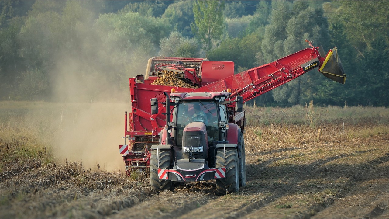 Урожай картофеля 2024 г. Case IH Puma 175 + Grimme SE 260, Case IH Puma 200 и MXU 135 + Pronar T 026