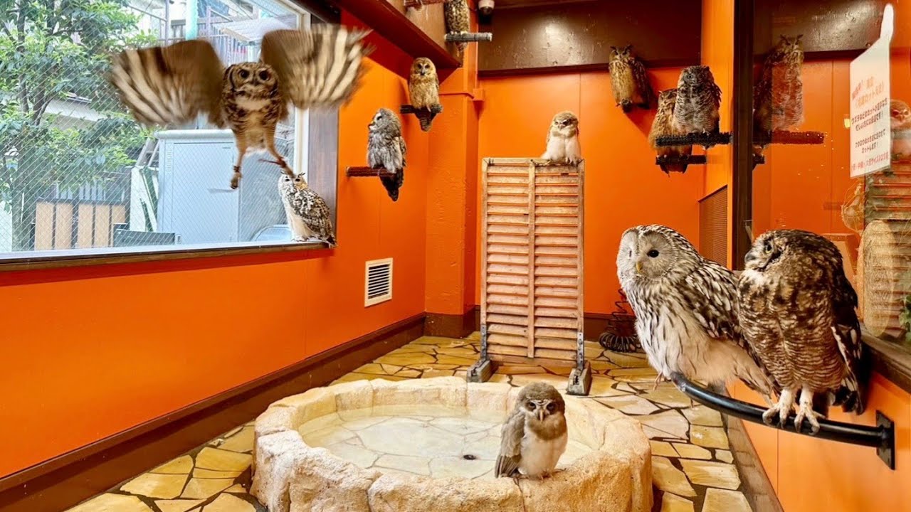 フクロウの聖地！谷中本店へようこそ