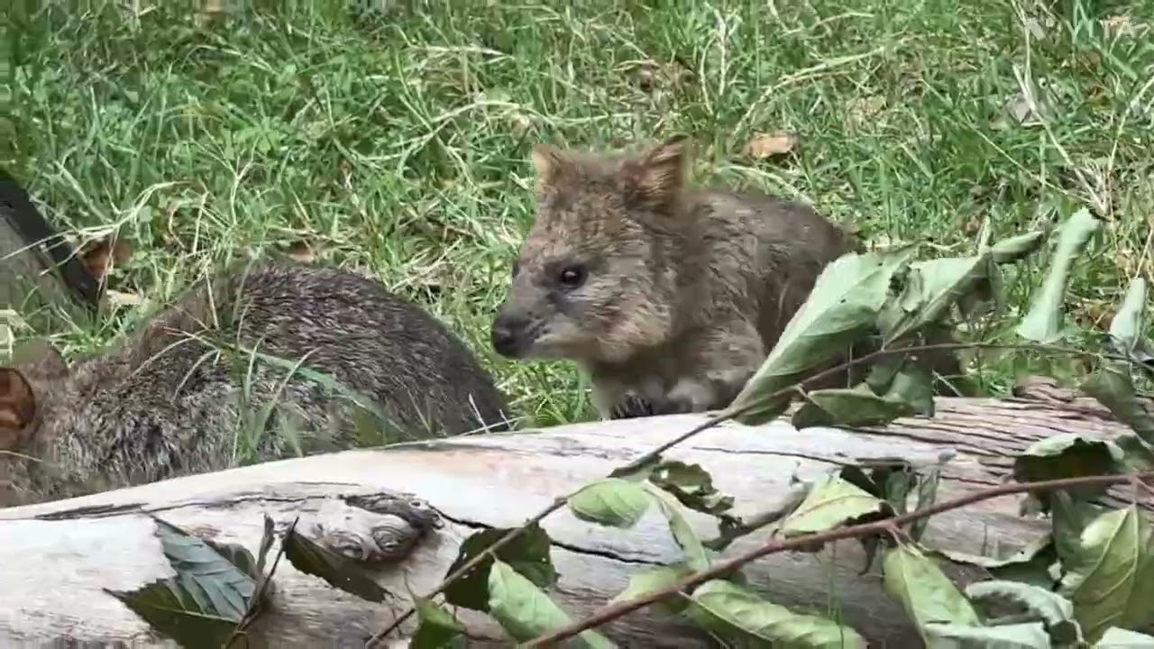 クオッカワラビー