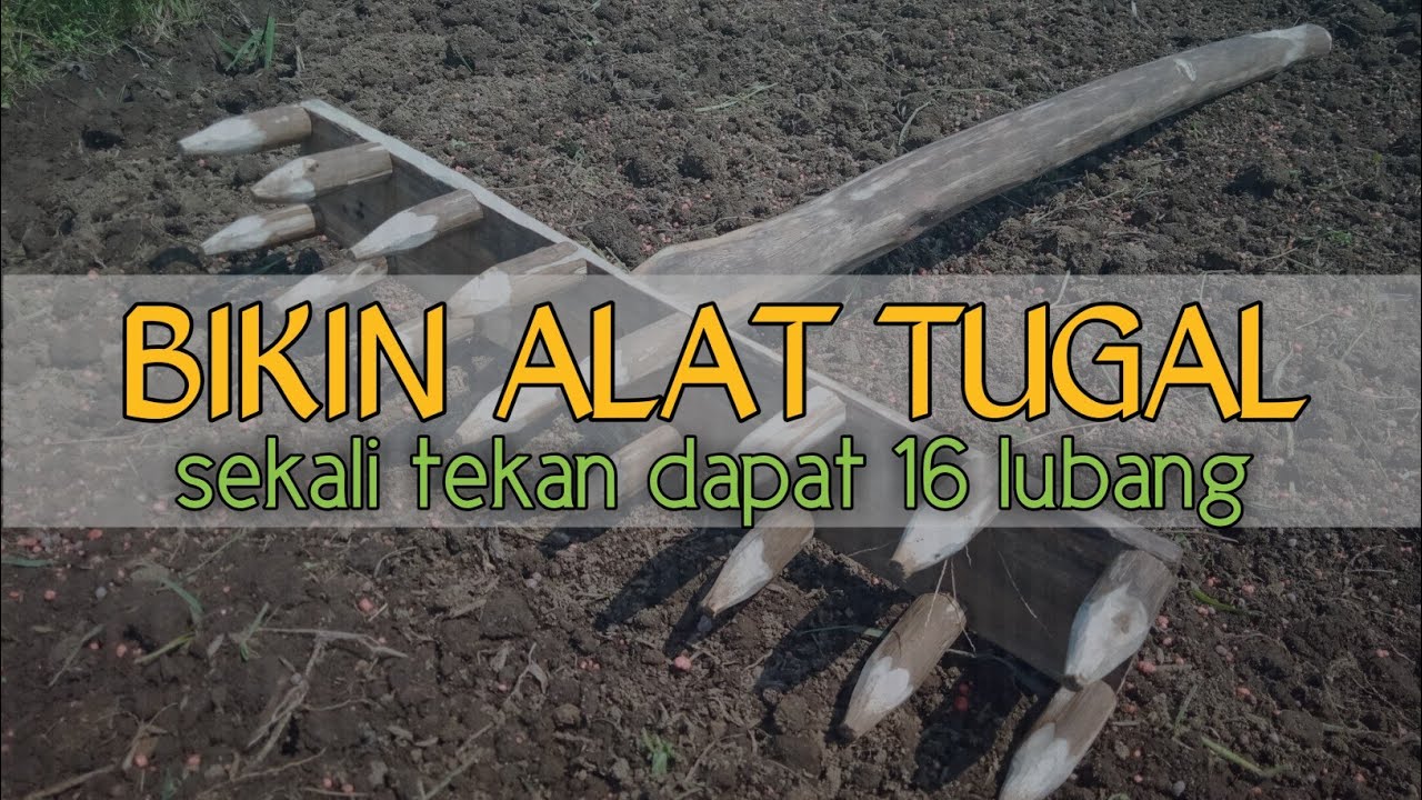 cara membuat alat tugal // Menanam kangkung dari biji di musim kemarau..🌱