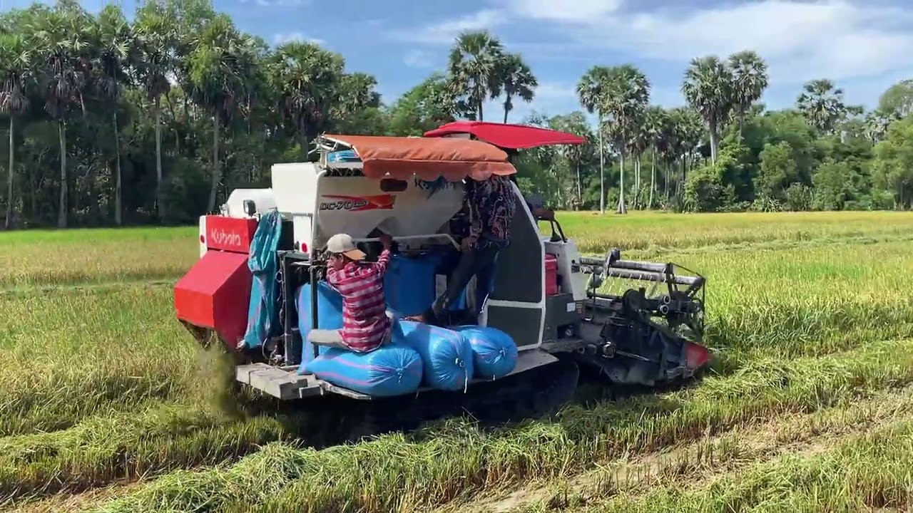 Machine Kubota DC-70 Pro Harvesting Rice Your farmer cambodia | FarmerLife
