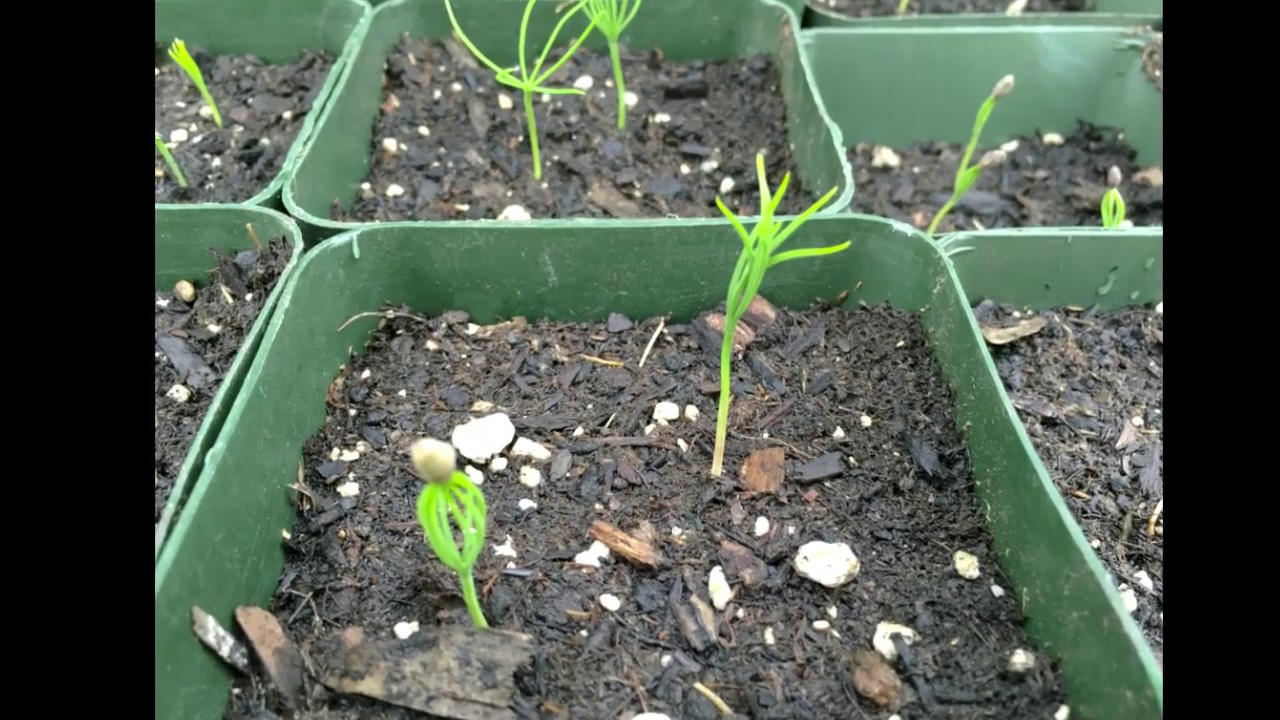 Japanese Black Pine tree seedlings