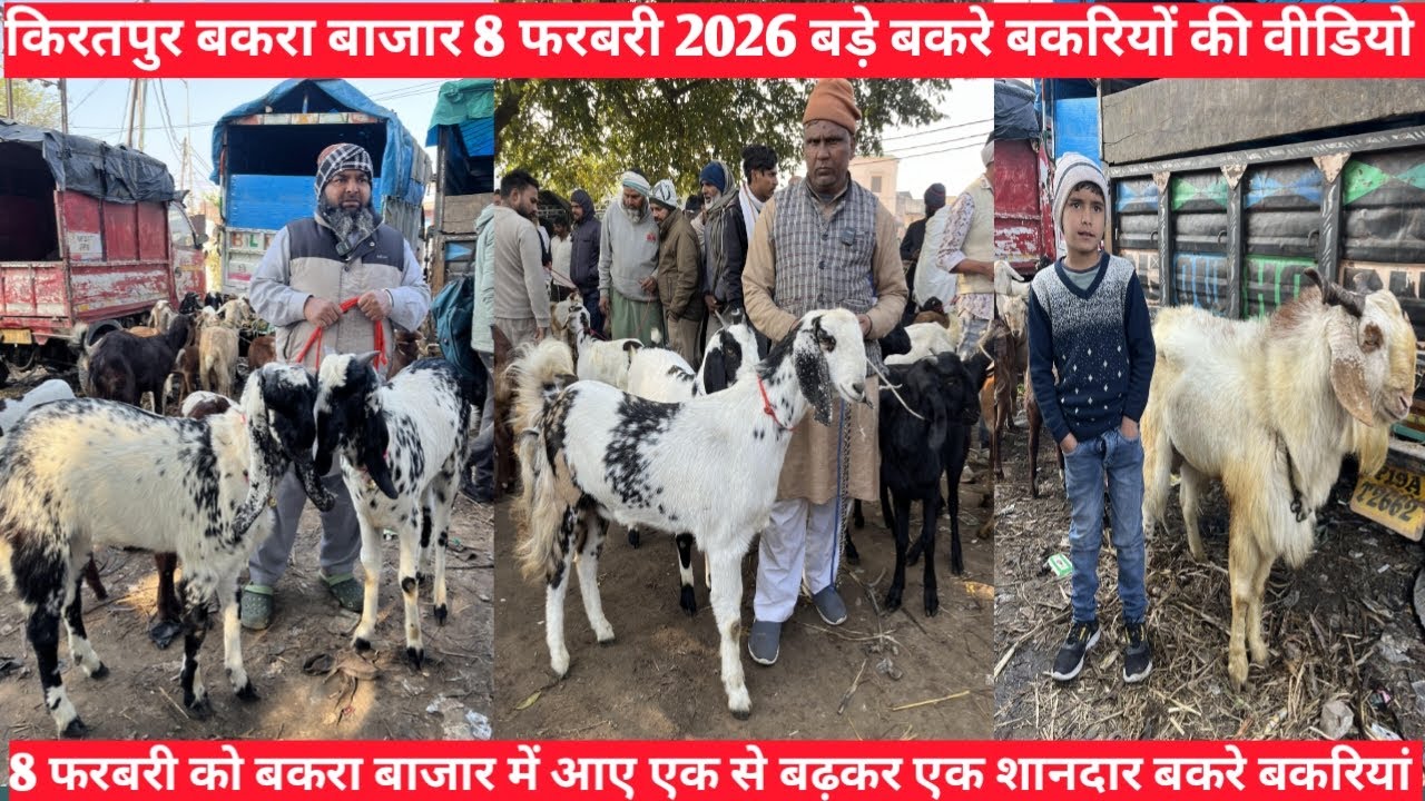 किरतपुर बकरा बाजार की 8 फरबरी 2026 बड़े बकरे बकरियों की वीडियो बकरा बाजार की वीडियो बकरों की वीडियो
