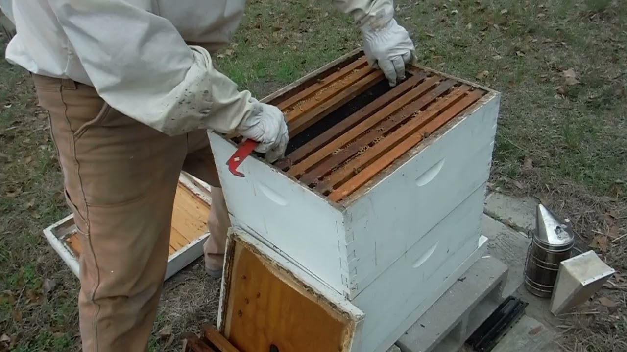 Beehive check in MS March 10 2026