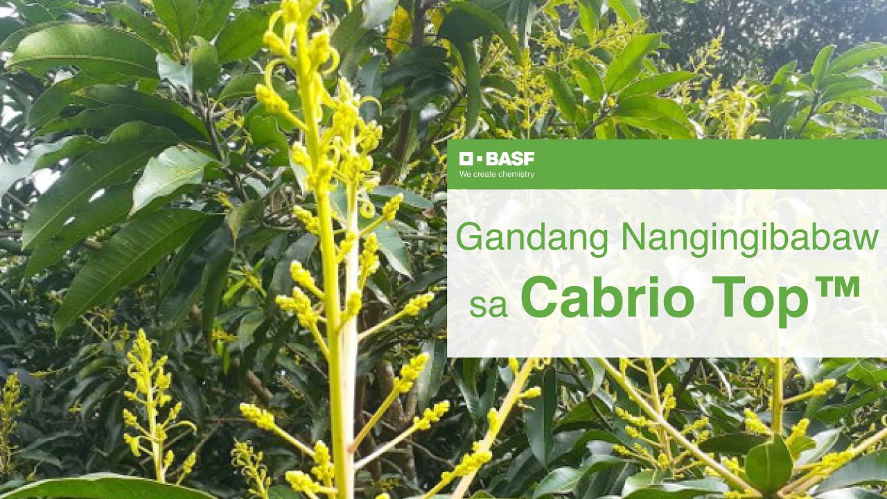 Gandang Nanginibabaw sa Mangga ng Cabrio Top® Fungicide |BASF