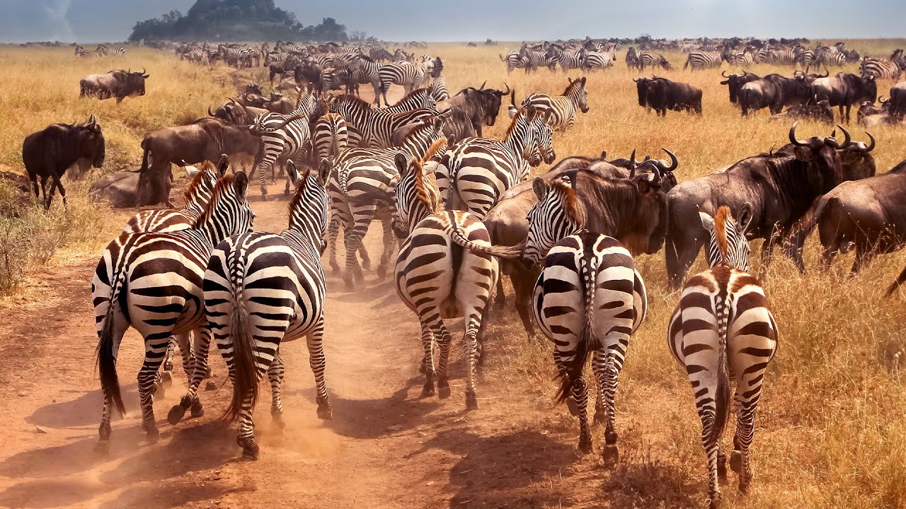 Cinematic Top 10 closeup of a zebra's stock footage background wildlife | Premium Video Footage | 4K