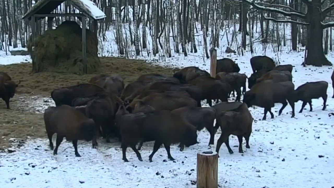 Dostawa karmy do koryta na polanie w asyscie  stada żubrów 10.02.2026 r